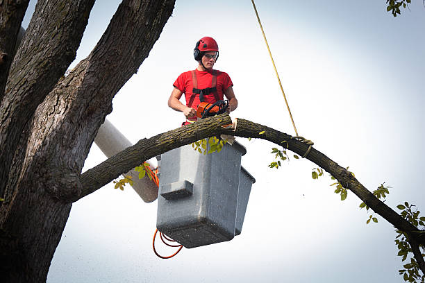 Best Fruit Tree Pruning  in Fruitport, MI